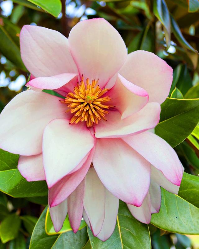 Magnolie "Fairy Blush"