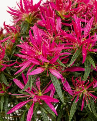 Azalea Starstyle, 3tlg.