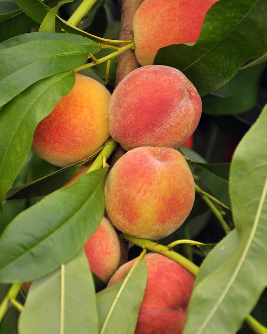 Produktabbildung für Pfirsich