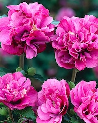 Produktabbildung für Schöner Hibiscus Bicolor