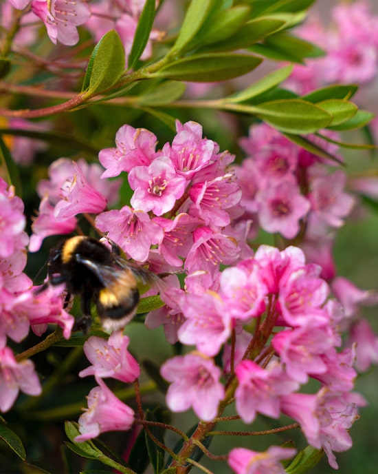 Produktabbildung für Bloombux® Magenta