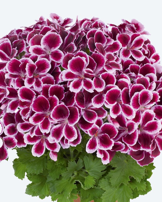 Produktabbildung für Pelargonium, 4tlg.