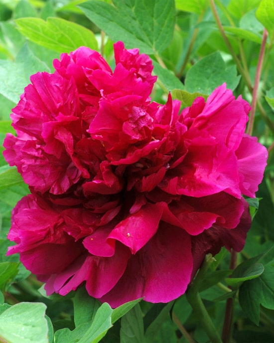 Produktabbildung für XXL-Paeonia Wu Long Peng Sheng