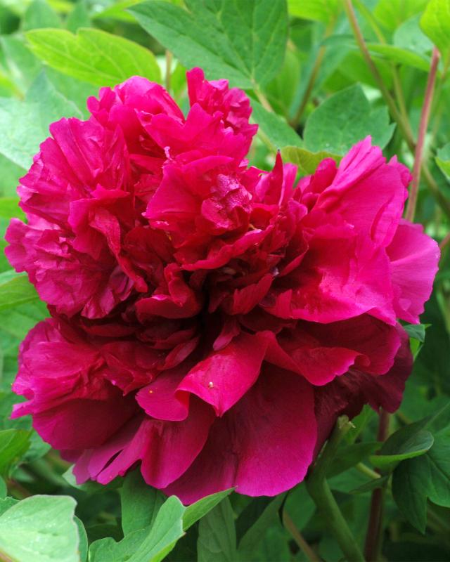 XXL-Paeonia Wu Long Peng Sheng