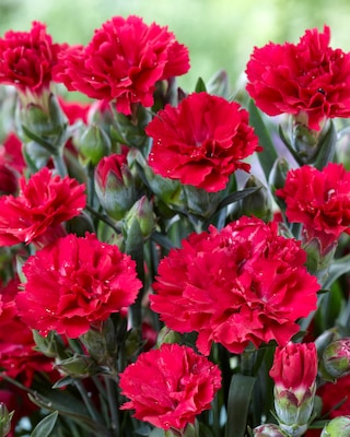 Produktabbildung 2 für Gefüllte Nelken, winterhart