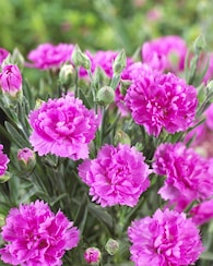 Produktabbildung für Gefüllte Nelken, winterhart