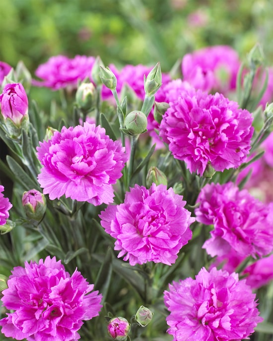 Produktabbildung für Gefüllte Nelken, winterhart