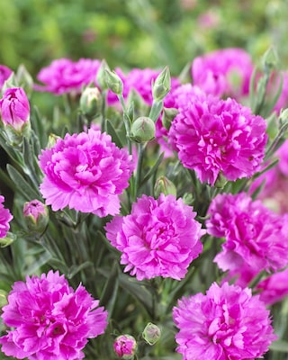 Produktabbildung 1 für Gefüllte Nelken, winterhart