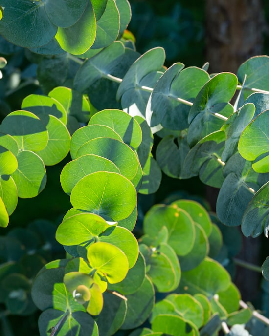 Produktabbildung für Eucalyptus
