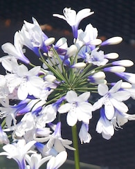 Produktabbildung für Agapanthus Twister