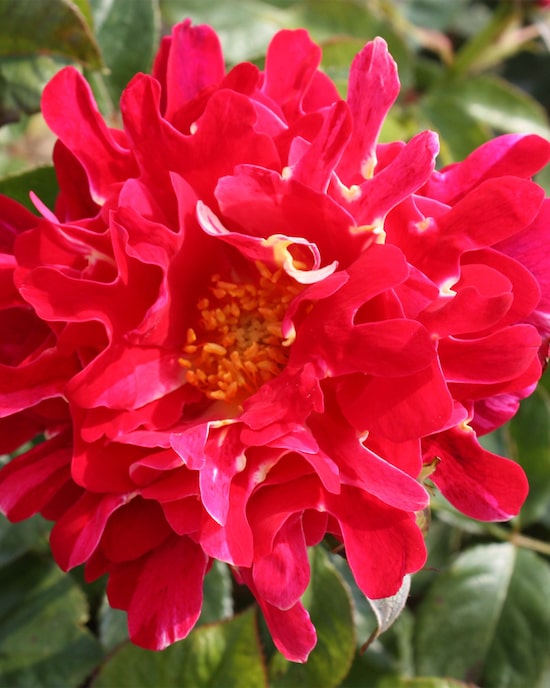 Produktabbildung für Ruffles Rosen, 2tlg.