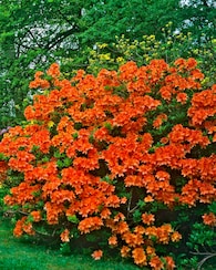 Produktabbildung für Azalea "Geisha", 4tlg.