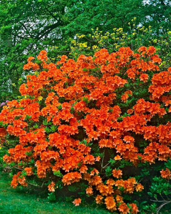 Produktabbildung für Azalea "Geisha", 4tlg.