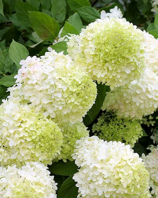 Produktabbildung für Rispenhortensie "Limelight"