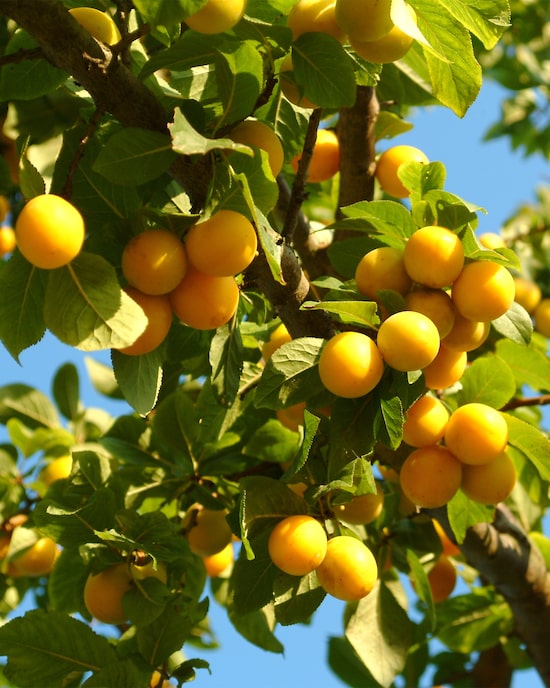 Produktabbildung für Bio-Baum Mirabelle