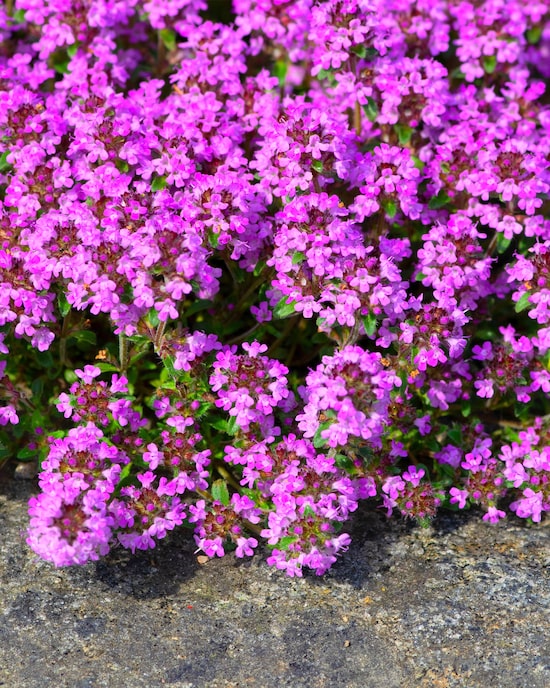 Produktabbildung für Thymus Bodendecker, pink