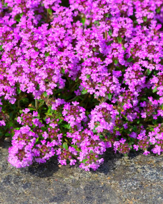 Thymus Bodendecker, pink