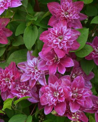 Clematis "My Darling"