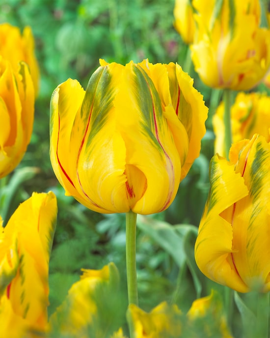 Produktabbildung für Papageien Tulpen