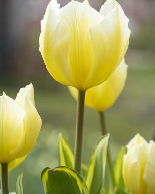 Tulpenträume, 21tlg.