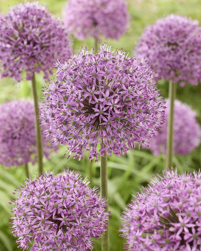 Großblumige Allium