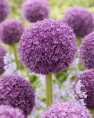 Großblumige Allium