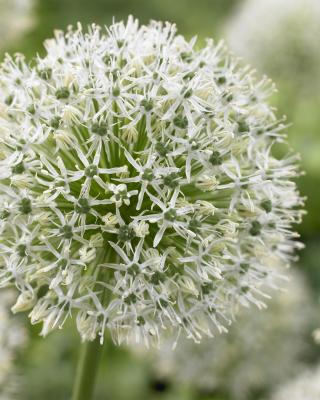 Großblumige Allium