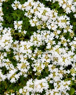 Thymus Bodendecker, weiß