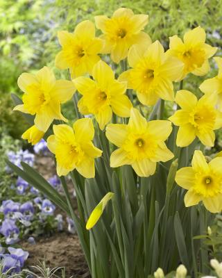 Tulpe, Narzisse & Allium, 21tlg.