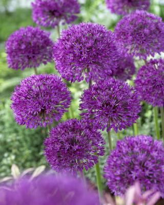 Tulpe, Narzisse & Allium, 21tlg.