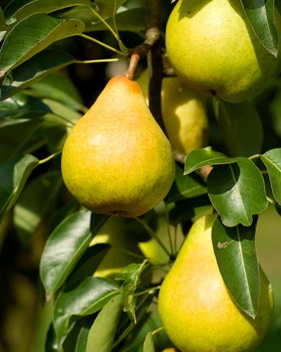 Produktabbildung für Bio-Birnenbaum Williamsbirne