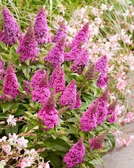 Produktabbildung für Zwerg-Schmetterlingsflieder "Butterfly Ruby"