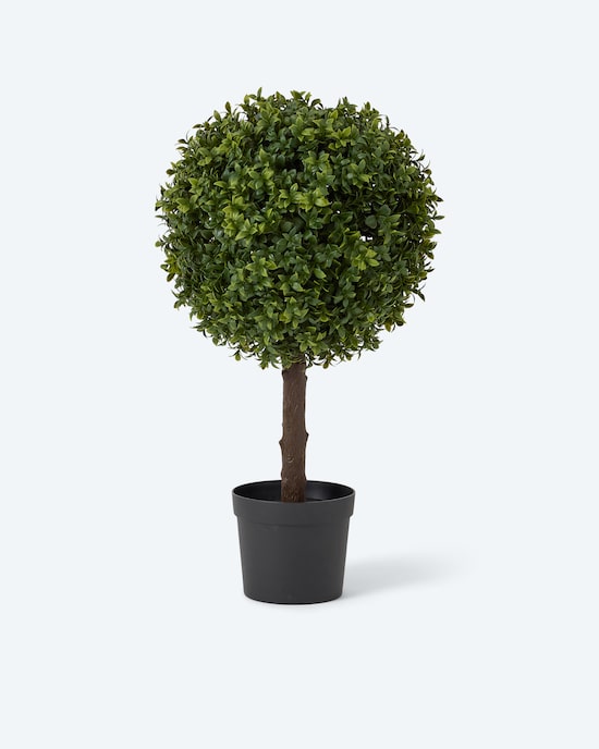 Produktabbildung für Outdoor-Buchsbaum 