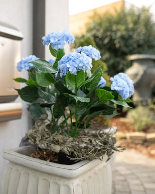 Produktabbildung 5 für Outdoor-Kunsthortensie