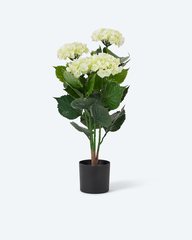 Outdoor-Kunsthortensie