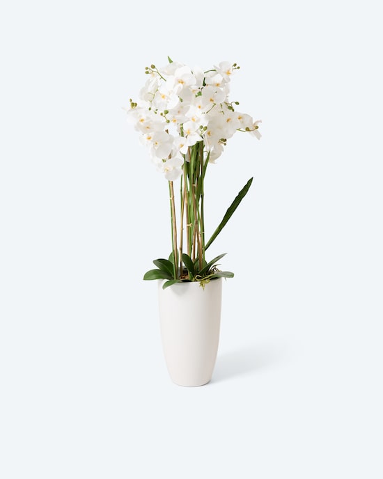 Produktabbildung für Orchideen-Arrangement
