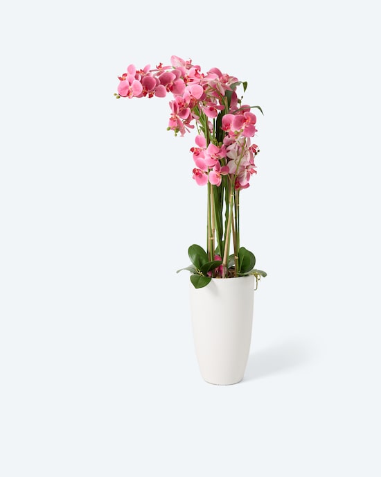 Produktabbildung für Orchideen-Arrangement