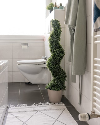 Produktabbildung 3 für Outdoor Buchsbaum gedreht, 100 cm