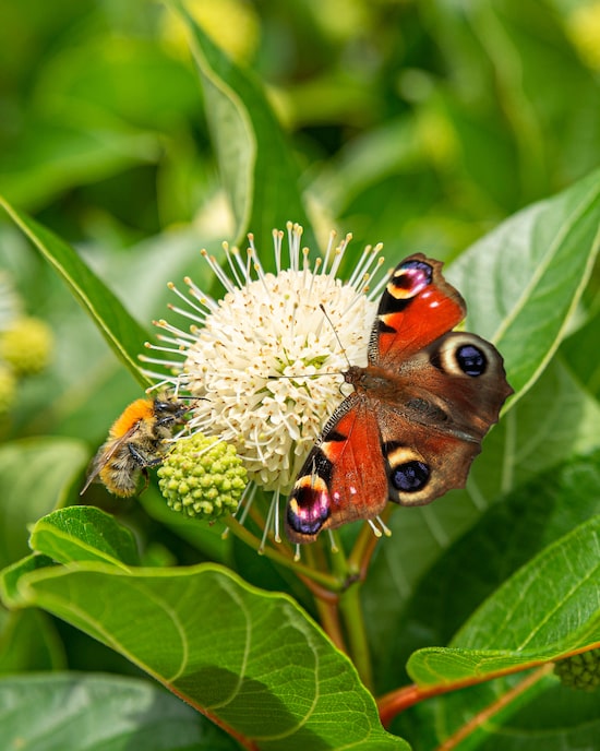 Produktabbildung für Golfballblume Magical