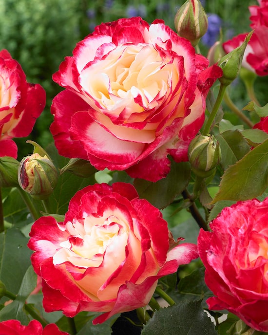 Produktabbildung für 2er Rosenset "Schönheit" inkl. Dünger