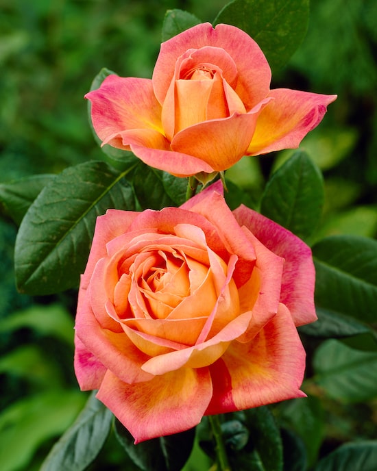 Produktabbildung für 2er Rosenset "Träume" inkl. Dünger