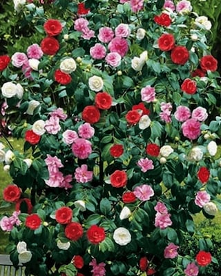 Produktabbildung 1 für Kamelie in Tricolor-Optik