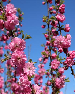 Produktabbildung 1 für Gefüllte Chinakirsche Rosa