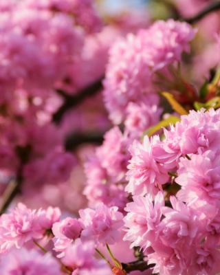 Produktabbildung 2 für Gefüllte Chinakirsche Rosa