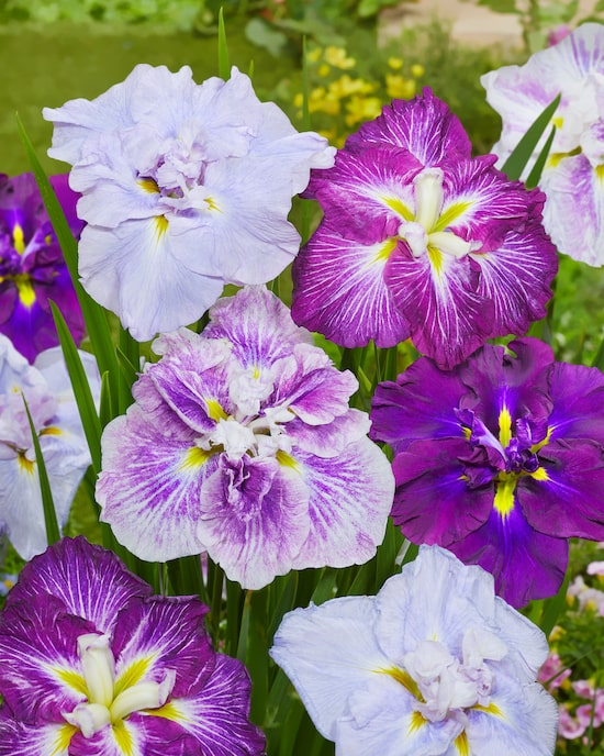 Produktabbildung für Iris Ensata Dinner Plate Mix, 3tlg.