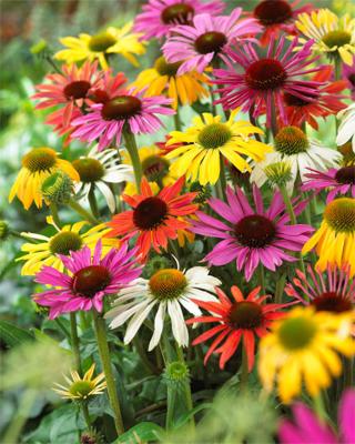 Produktabbildung 2 für Sonnenhut/Echinacea Butterfly Mix, 7tlg.