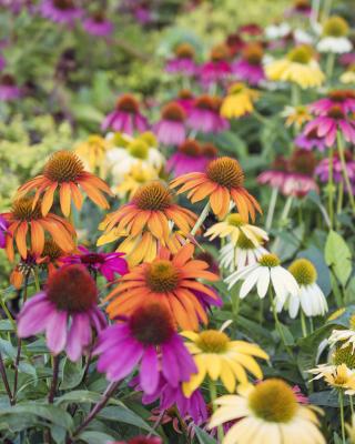 Produktabbildung 1 für Sonnenhut/Echinacea Butterfly Mix, 7tlg.