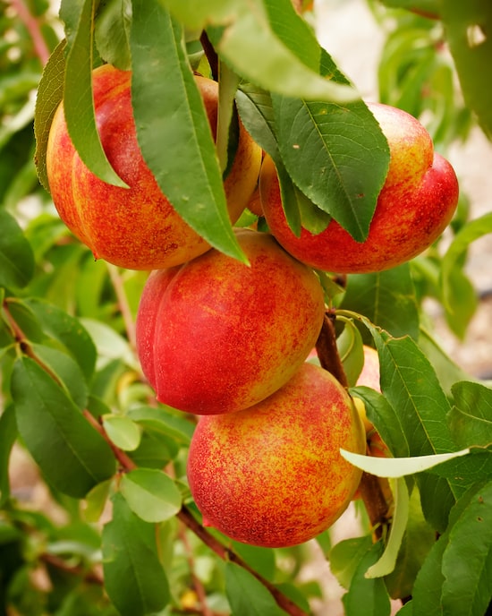 Produktabbildung für Süße Früchte