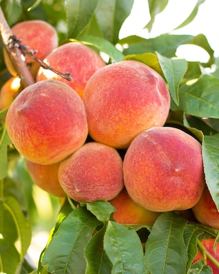 Produktabbildung 2 für Süße Früchte