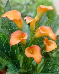 Produktabbildung für Calla-Träume, 4tlg.